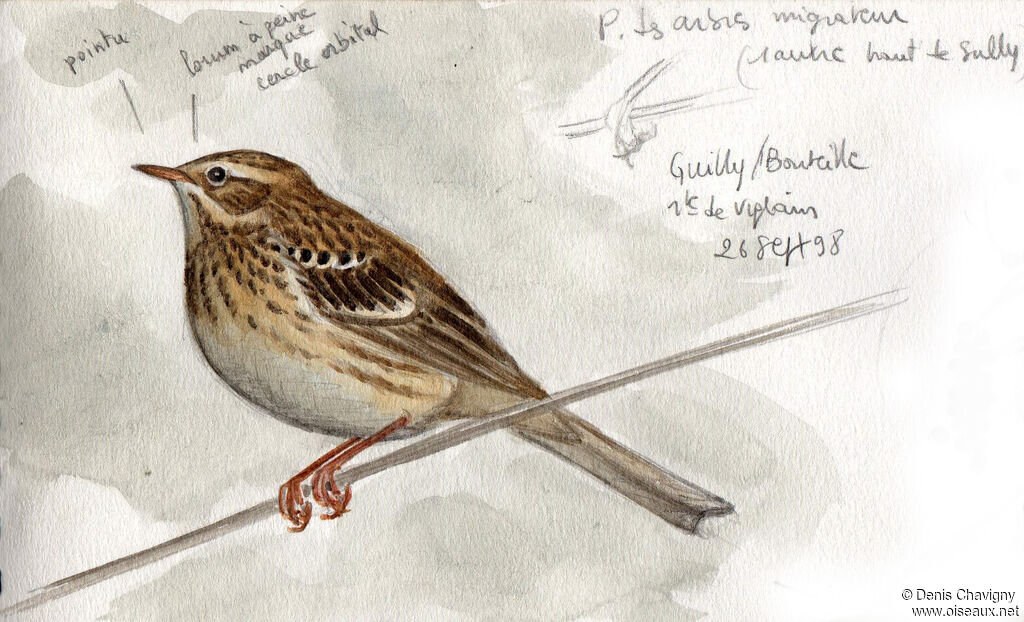 Tree Pipit, identification