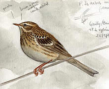 Pipit des arbres