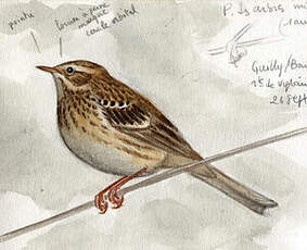 Pipit des arbres