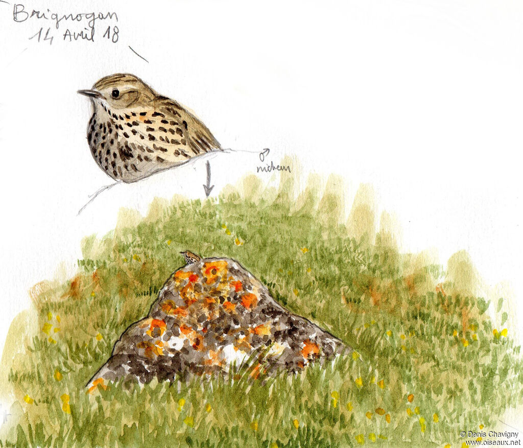 Meadow Pipit male adult breeding, habitat