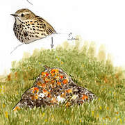 Meadow Pipit