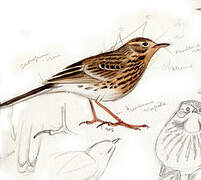 Meadow Pipit