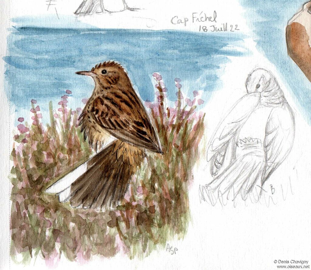 Pipit farlouse, soins