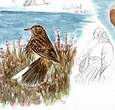 Pipit farlouse