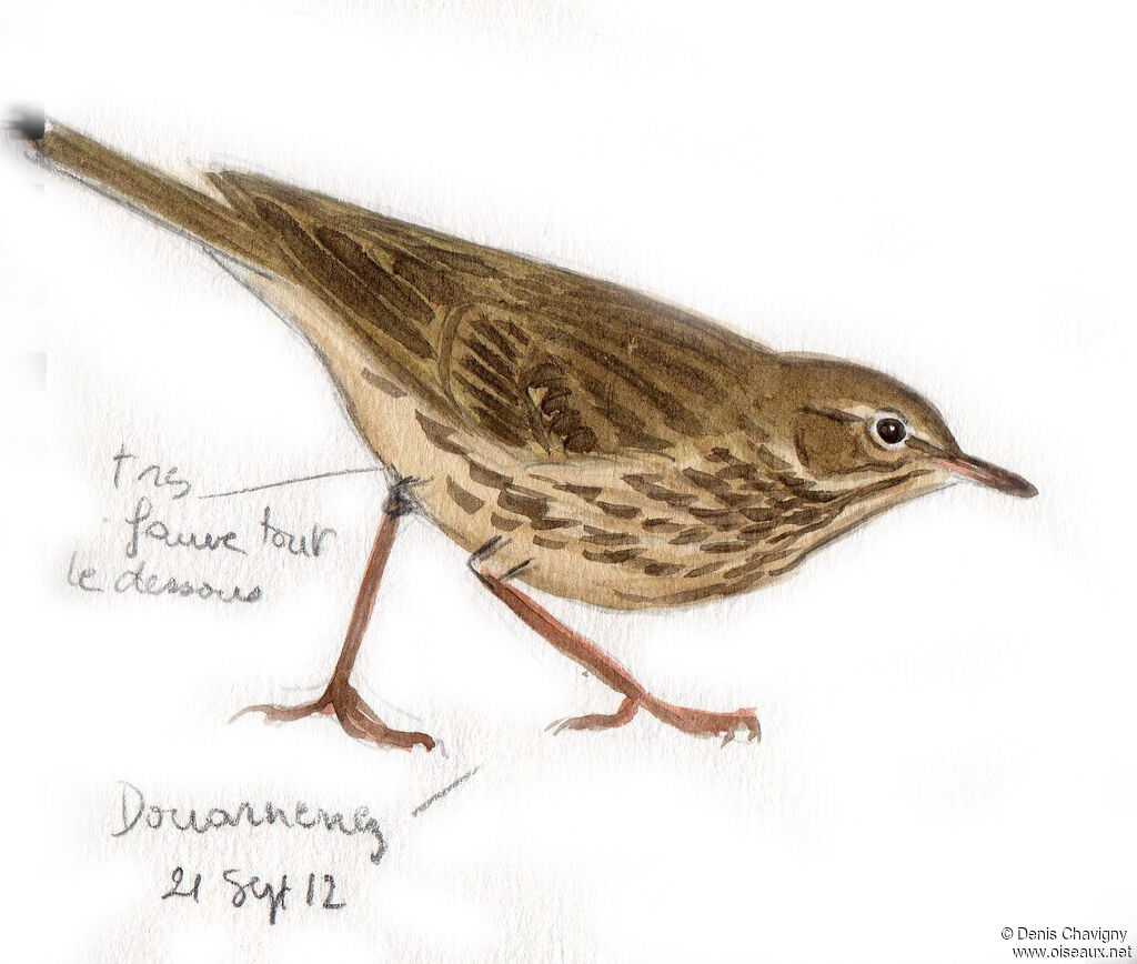 Eurasian Rock Pipit, identification