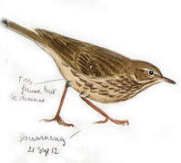 European Rock Pipit