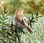 Tawny Pipit