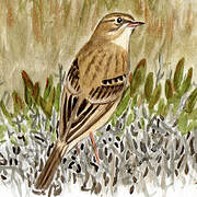 Tawny Pipit