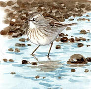 Water Pipit