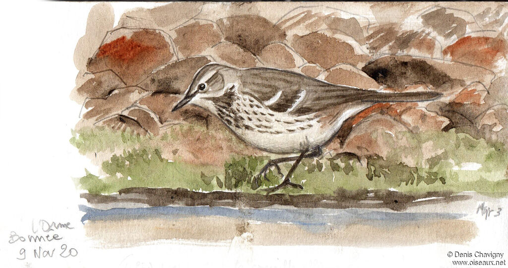 Water Pipit