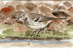 Water Pipit