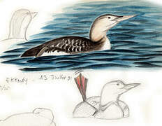 Yellow-billed Loon