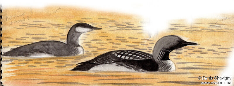 Black-throated Loon, identification