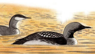 Black-throated Loon