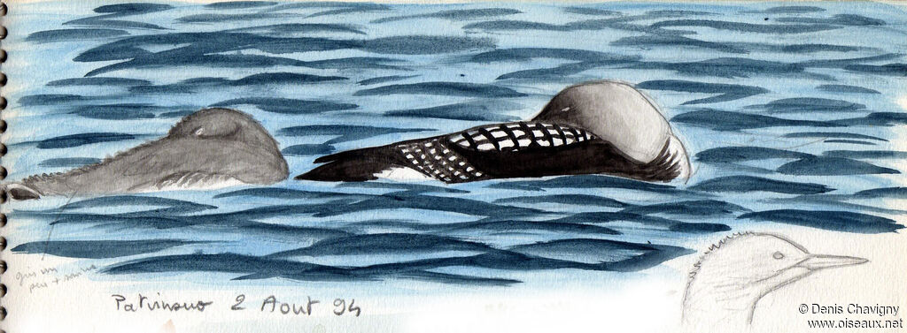 Black-throated Loon