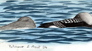 Black-throated Loon