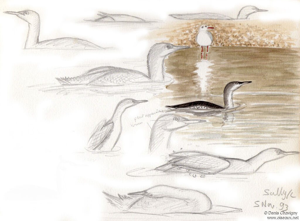 Red-throated Loon, habitat, care