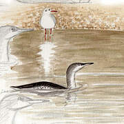 Red-throated Loon