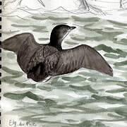 Common Loon