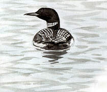 Common Loon