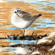 Grey Plover