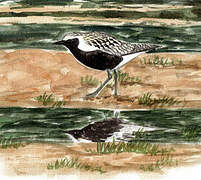 Grey Plover