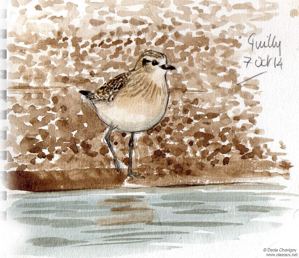 Grey Ploverjuvenile, identification