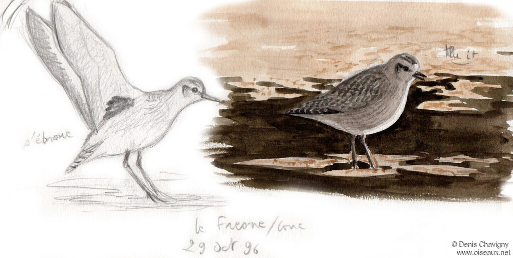 Grey Plover