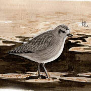 Grey Plover