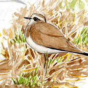 Caspian Plover