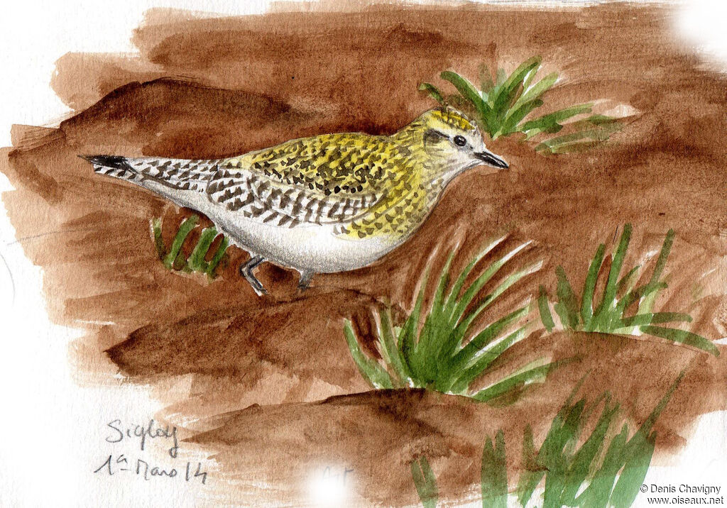 European Golden Plover, habitat