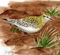 European Golden Plover