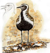 European Golden Plover