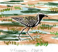 Pacific Golden Plover