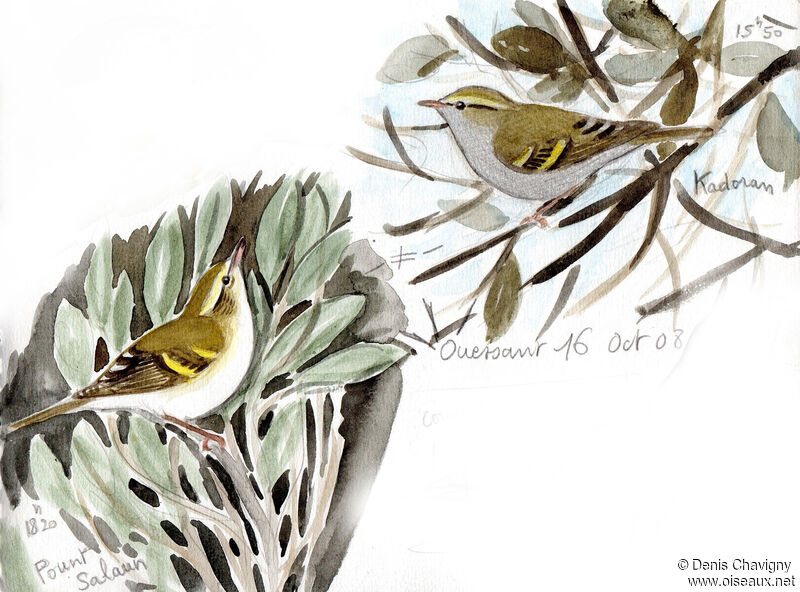 Yellow-browed Warbler, habitat