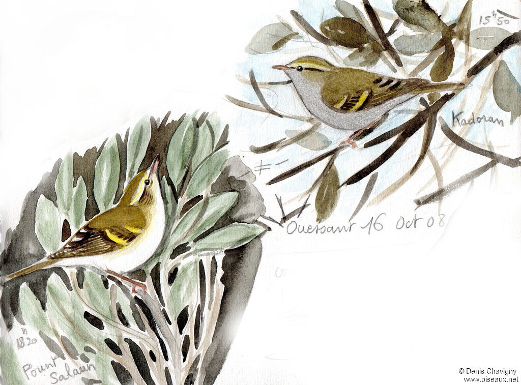 Yellow-browed Warbler, habitat