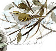 Yellow-browed Warbler