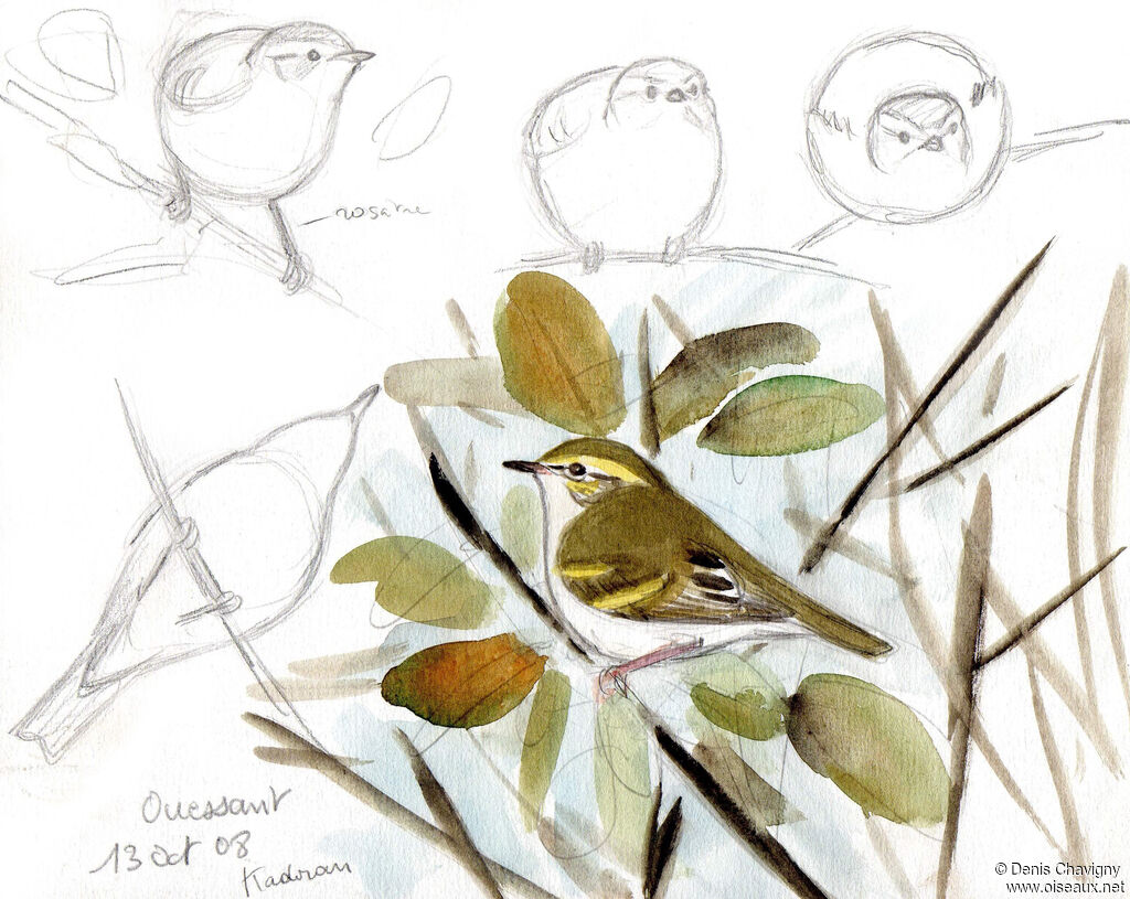 Yellow-browed Warbler, habitat