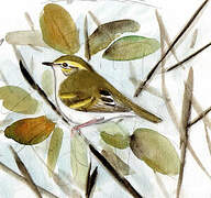 Yellow-browed Warbler