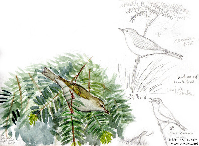 Western Bonelli's Warbleradult breeding, habitat, Reproduction-nesting