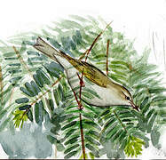 Western Bonelli's Warbler