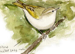 Western Bonelli's Warbler