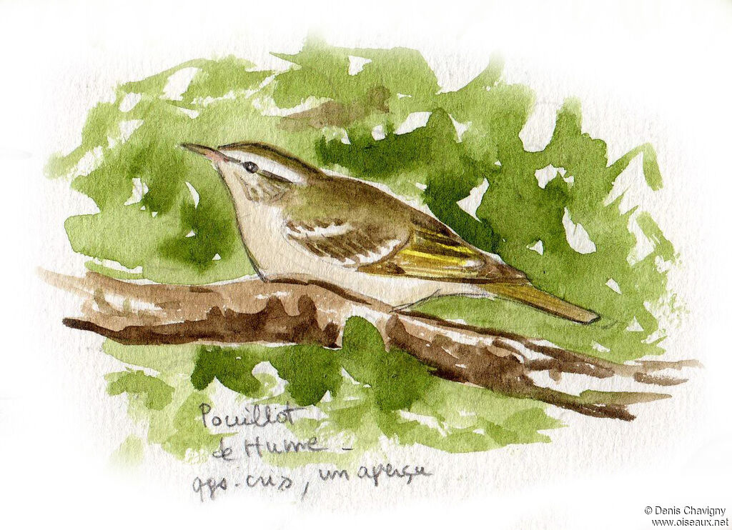 Hume's Leaf Warbler, habitat