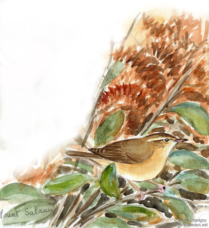 Radde's Warbler, habitat