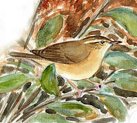 Radde's Warbler