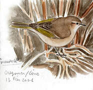 Common Chiffchaff (tristis)