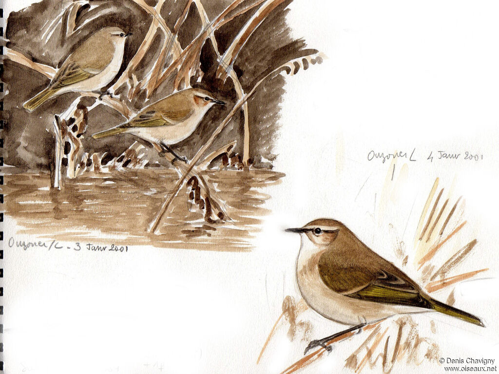 Common Chiffchaff (tristis), habitat