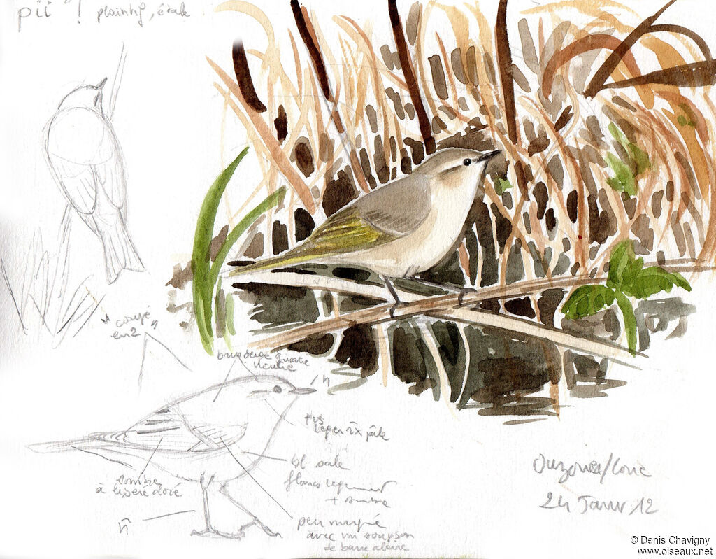 Common Chiffchaff (tristis), identification