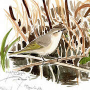 Common Chiffchaff (tristis)