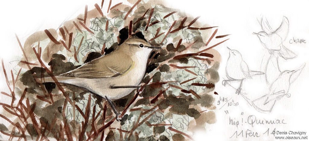 Common Chiffchaff (tristis), habitat